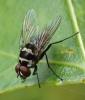 Limnophora tigrina